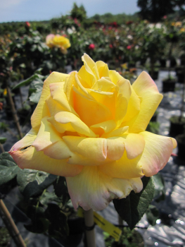 Rosa Gloria Dei